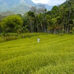 A lush green paddy field in Meemure, Sri Lanka, with mountains in the background.